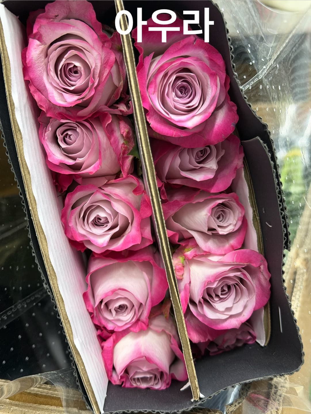 아우라 2