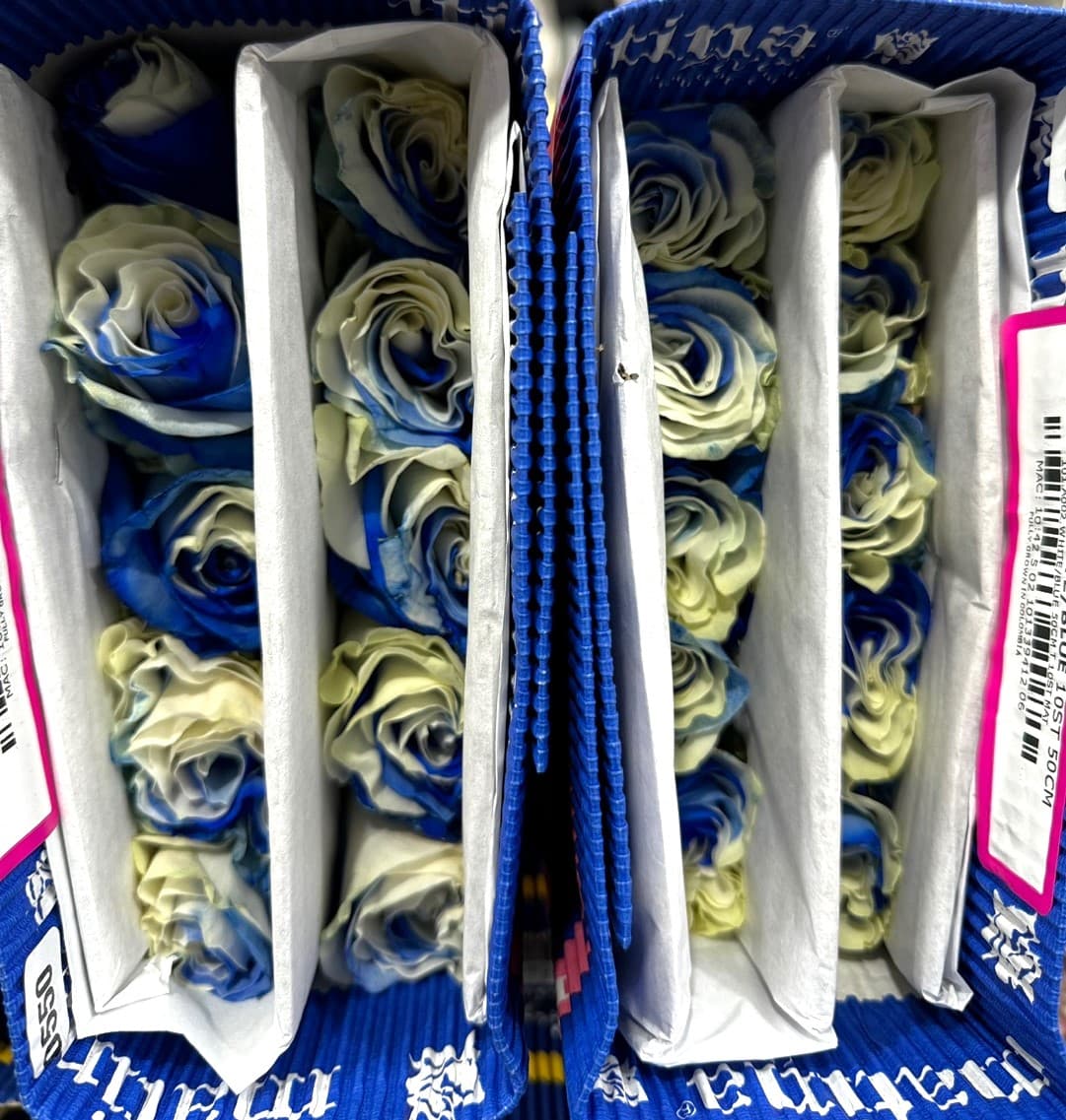 화이트블루